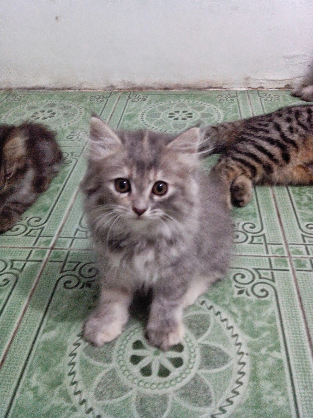 Detail Anak Kucing Anggora Abu Abu Nomer 34