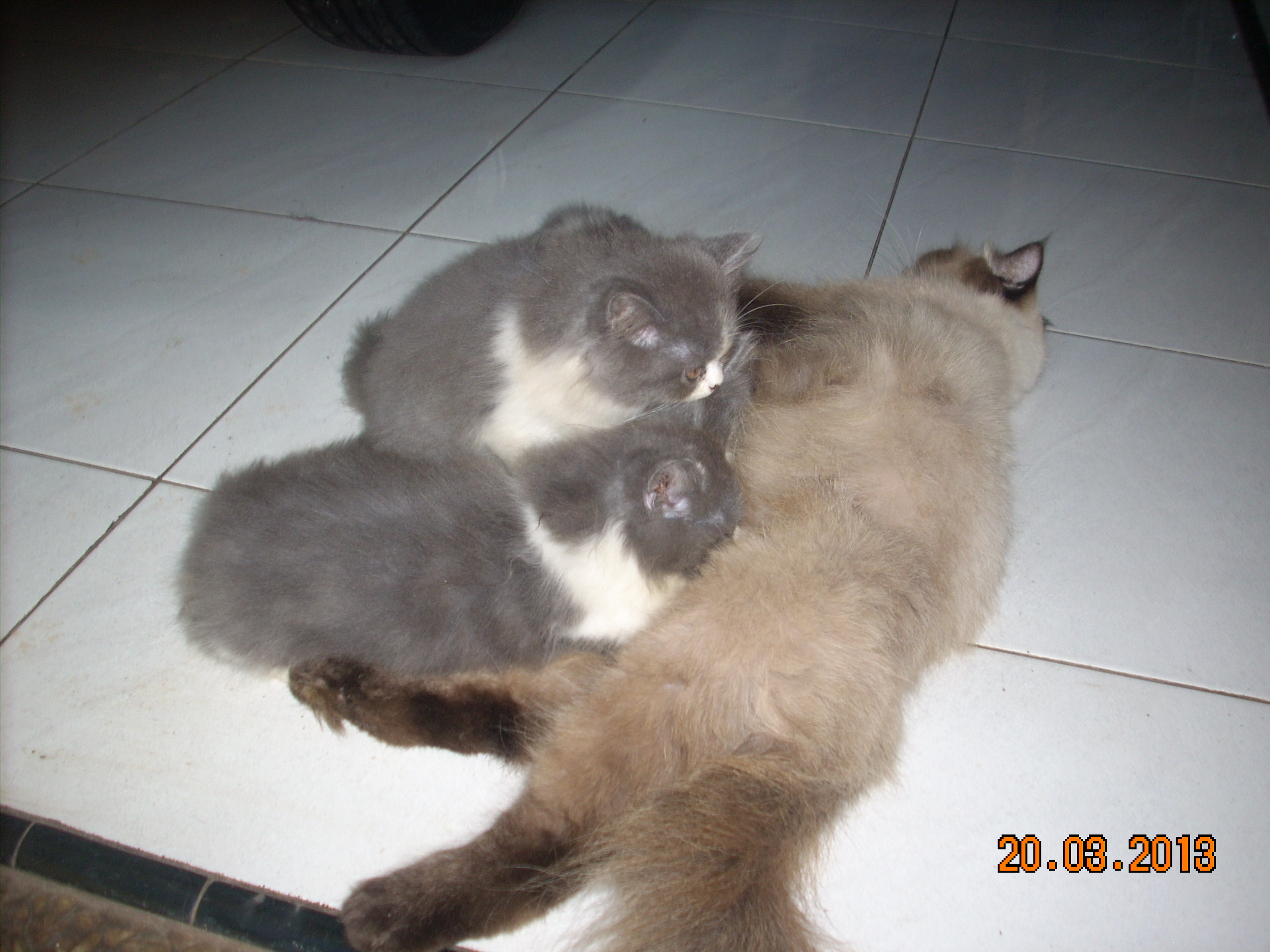 Detail Anak Kucing Anggora Abu Abu Nomer 38