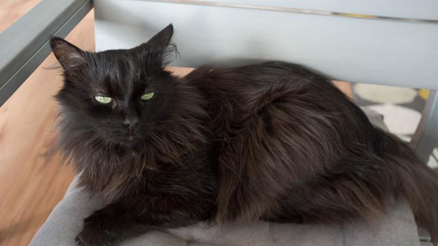 Detail Anak Kucing Anggora Hitam Nomer 2