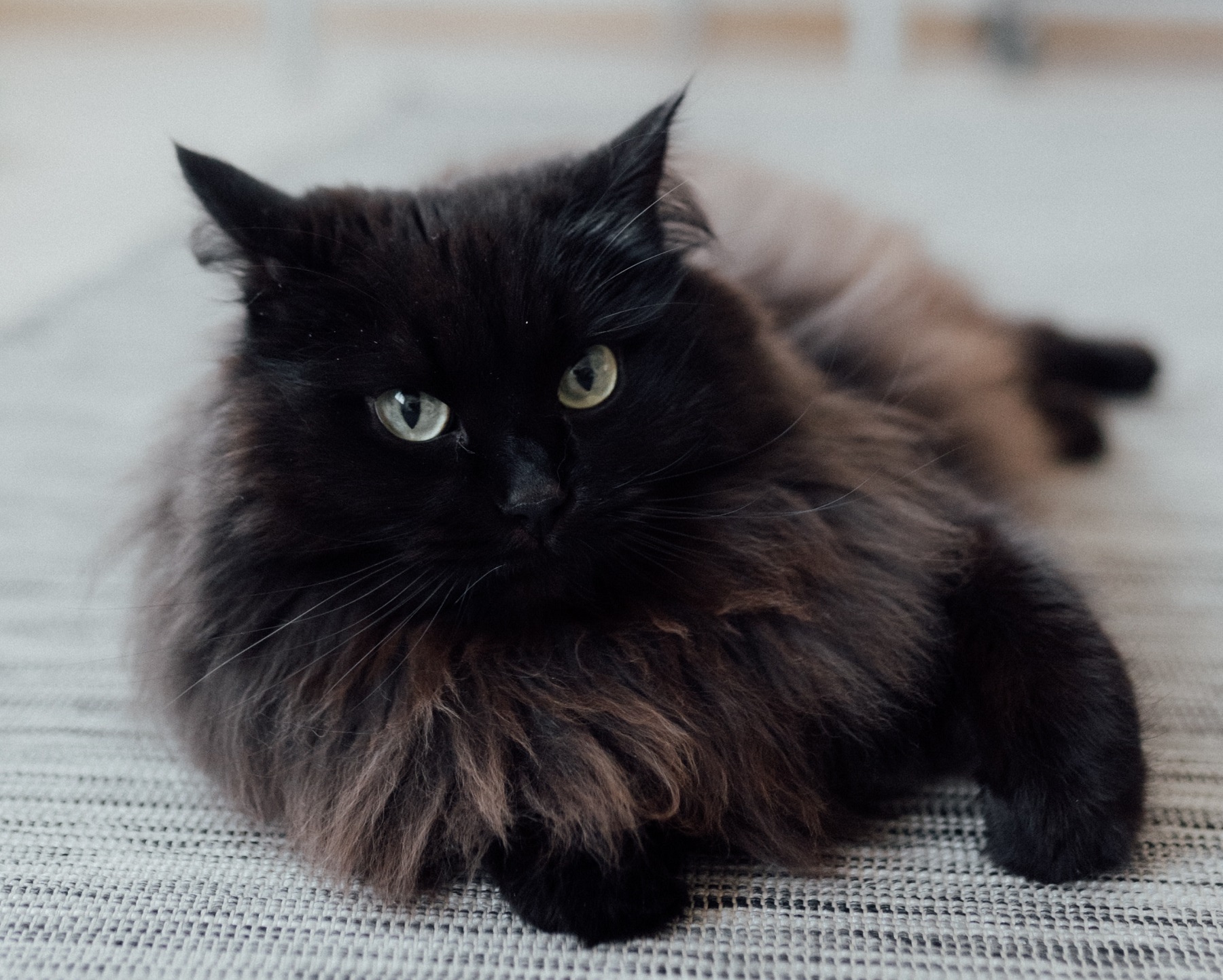 Detail Anak Kucing Anggora Hitam Nomer 13