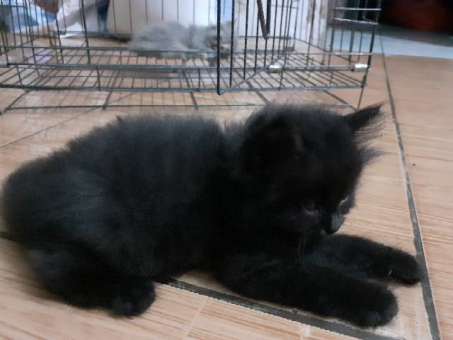 Detail Anak Kucing Anggora Hitam Nomer 14
