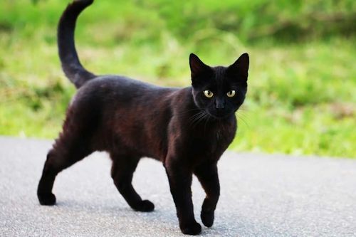 Detail Anak Kucing Anggora Hitam Nomer 15
