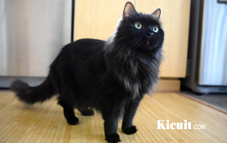 Detail Anak Kucing Anggora Hitam Nomer 17
