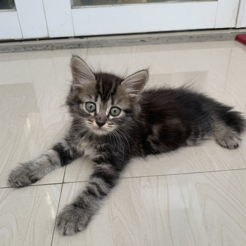 Detail Anak Kucing Anggora Hitam Nomer 18