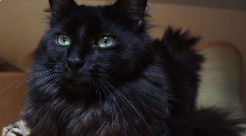 Detail Anak Kucing Anggora Hitam Nomer 20