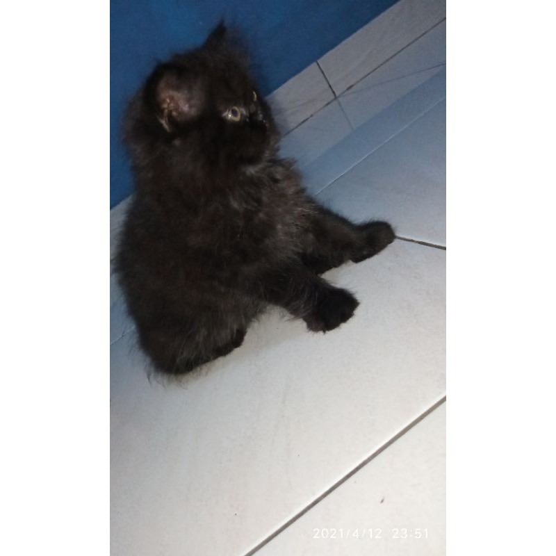 Detail Anak Kucing Anggora Hitam Nomer 3
