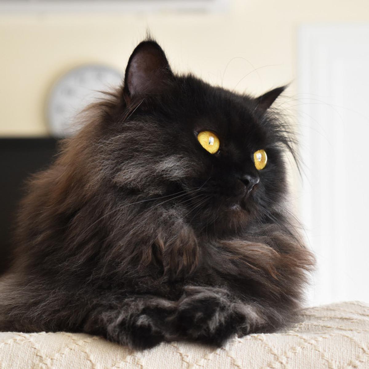 Detail Anak Kucing Anggora Hitam Nomer 24