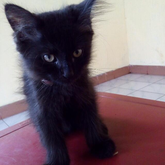 Detail Anak Kucing Anggora Hitam Nomer 25