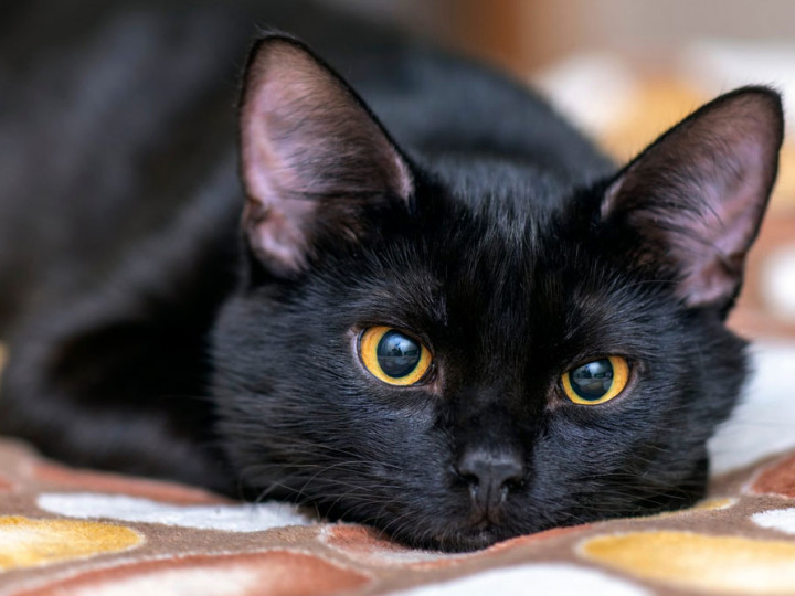 Detail Anak Kucing Anggora Hitam Nomer 27