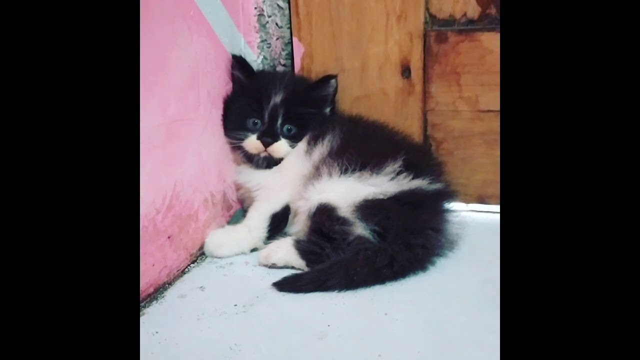 Detail Anak Kucing Anggora Hitam Nomer 28