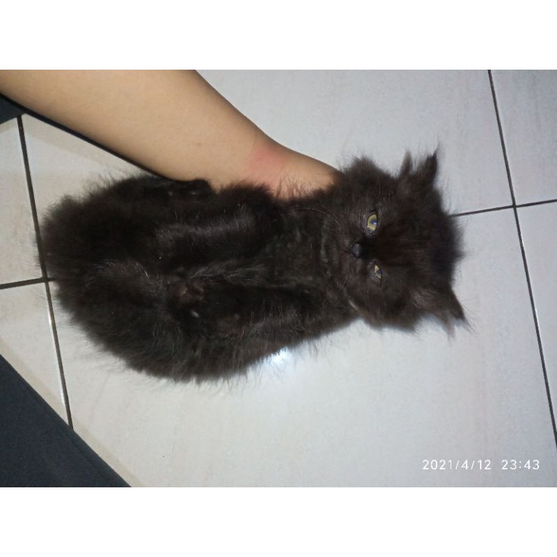 Detail Anak Kucing Anggora Hitam Nomer 4