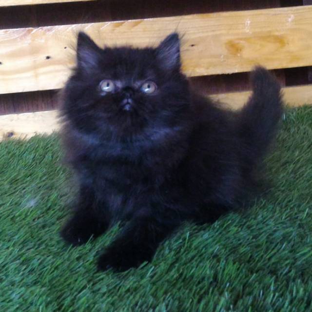 Detail Anak Kucing Anggora Hitam Nomer 30