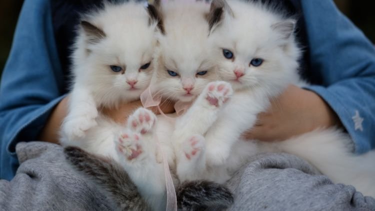 Detail Anak Kucing Anggora Hitam Nomer 31