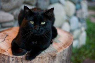 Detail Anak Kucing Anggora Hitam Nomer 32