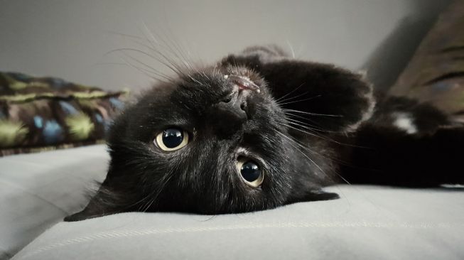 Detail Anak Kucing Anggora Hitam Nomer 33