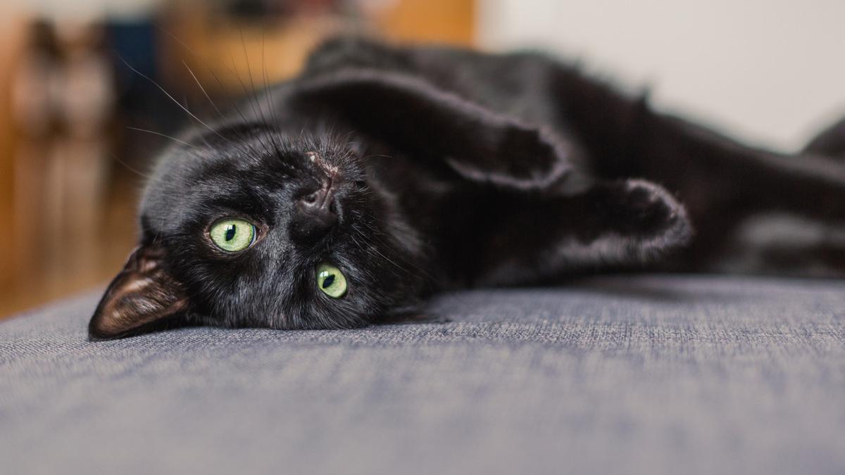Detail Anak Kucing Anggora Hitam Nomer 34