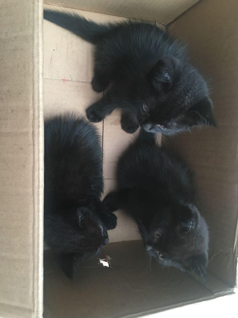 Detail Anak Kucing Anggora Hitam Nomer 35