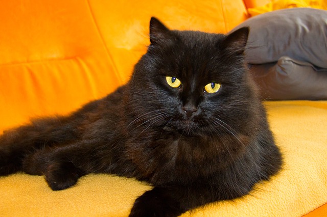 Detail Anak Kucing Anggora Hitam Nomer 36