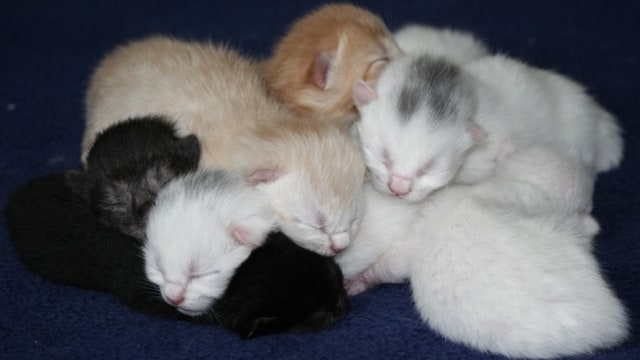 Detail Anak Kucing Anggora Hitam Nomer 37