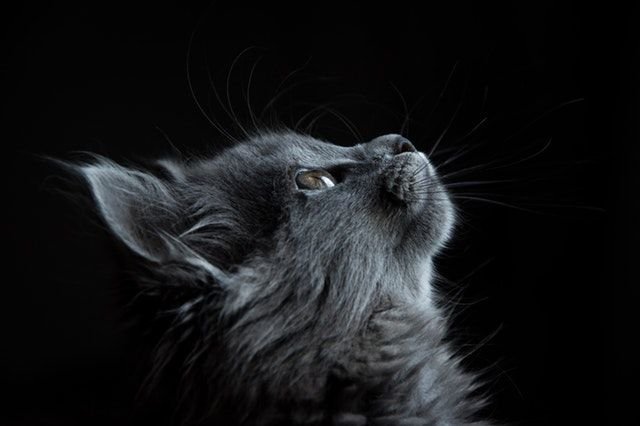 Detail Anak Kucing Anggora Hitam Nomer 40