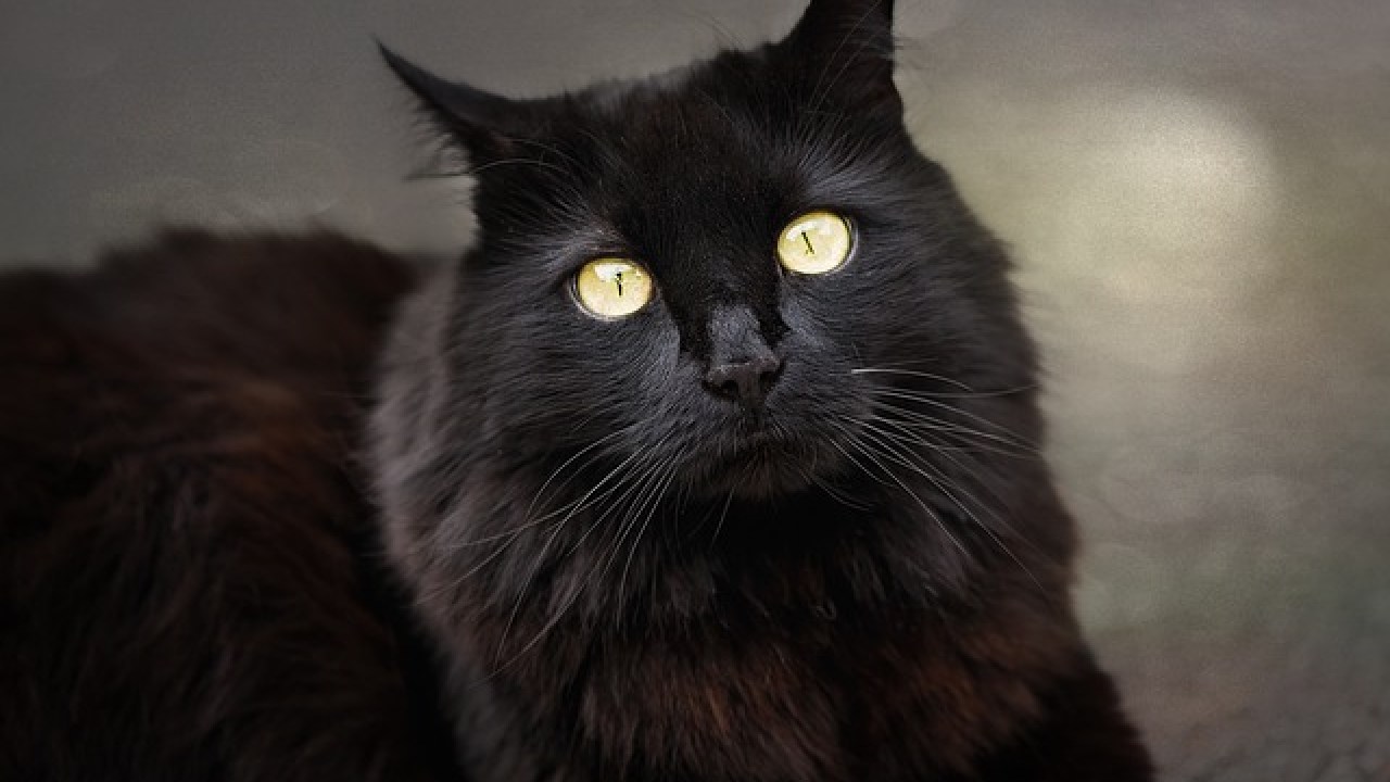 Detail Anak Kucing Anggora Hitam Nomer 41