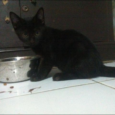 Detail Anak Kucing Anggora Hitam Nomer 43