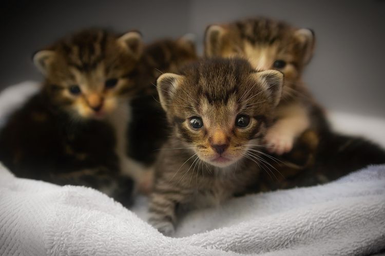 Detail Anak Kucing Anggora Hitam Nomer 44