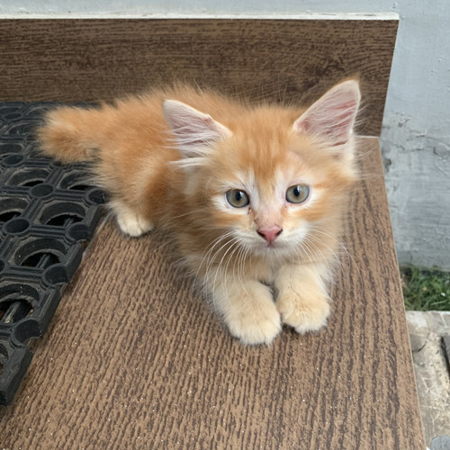 Detail Anak Kucing Anggora Hitam Nomer 45