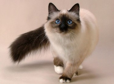 Detail Anak Kucing Anggora Hitam Nomer 46