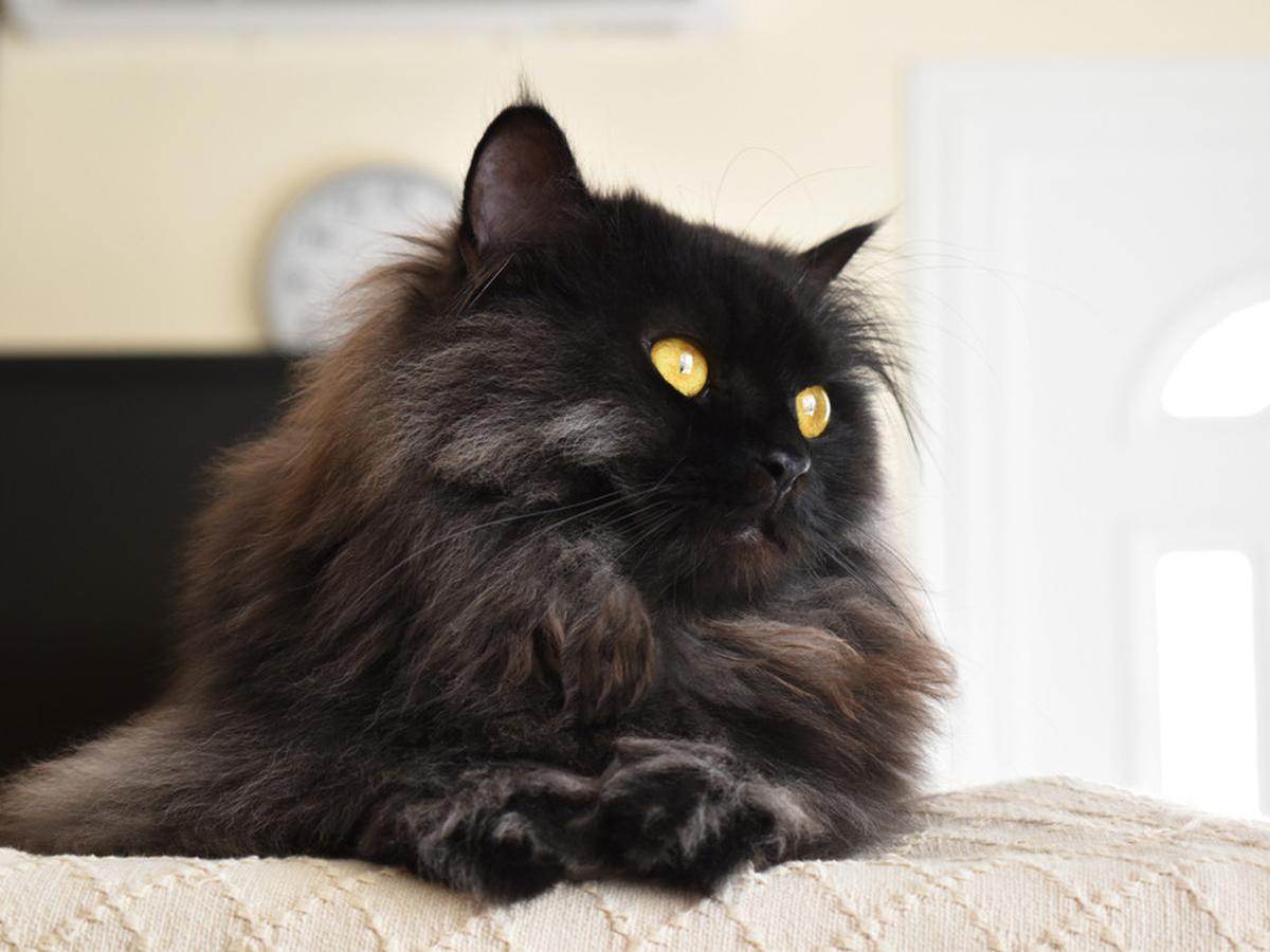 Detail Anak Kucing Anggora Hitam Nomer 6