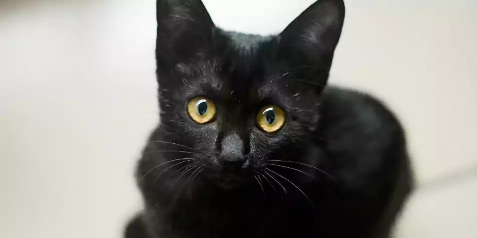 Detail Anak Kucing Anggora Hitam Nomer 51