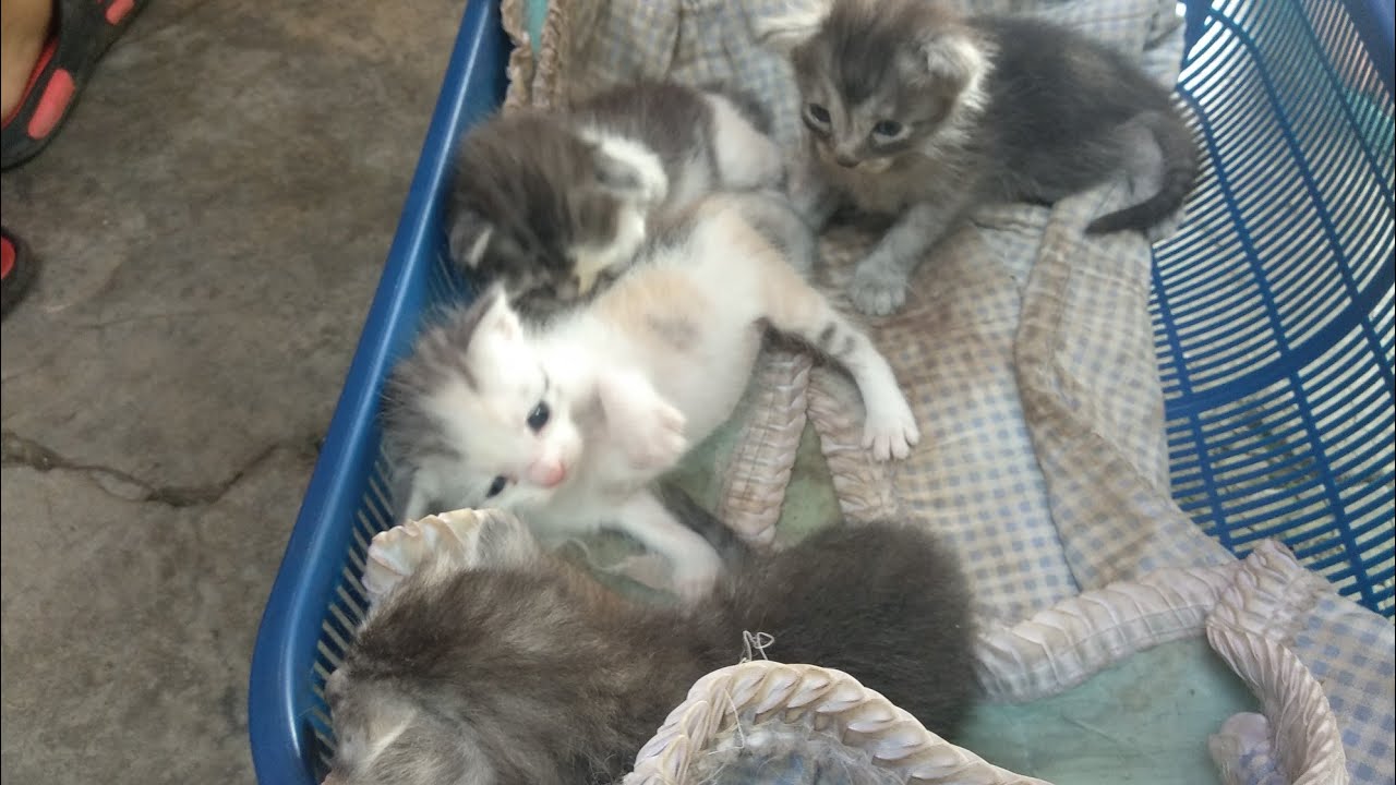 Detail Anak Kucing Anggora Hitam Nomer 52