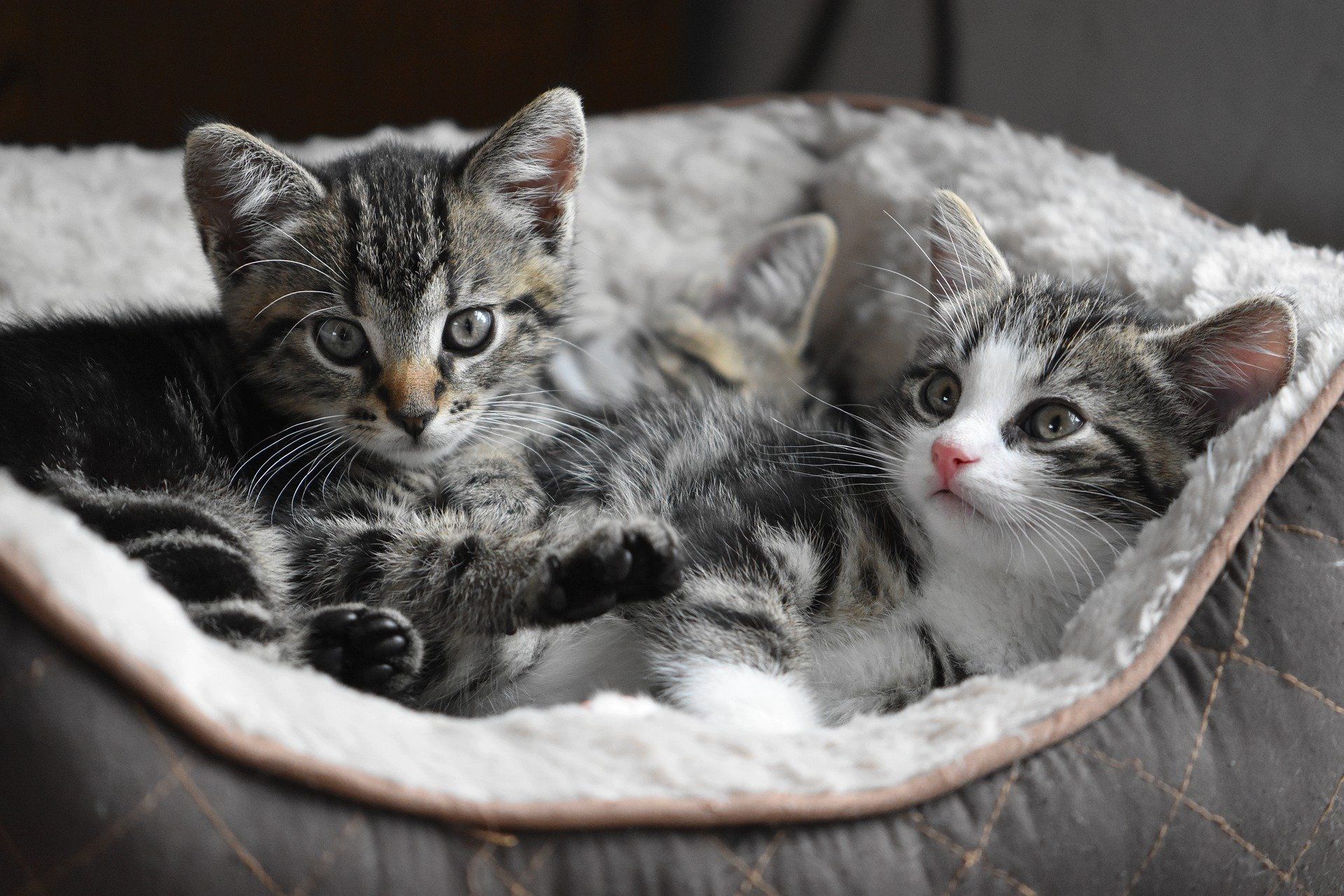 Detail Anak Kucing Anggora Hitam Nomer 53