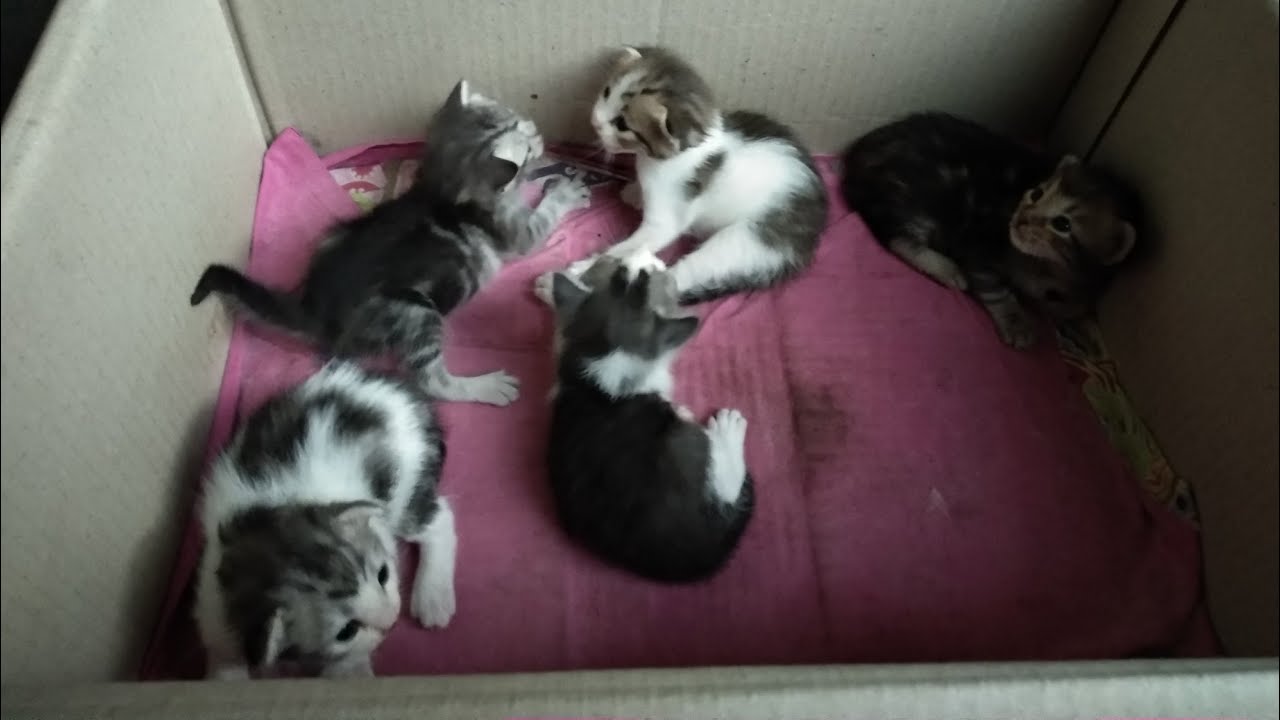 Detail Anak Kucing Anggora Hitam Nomer 54