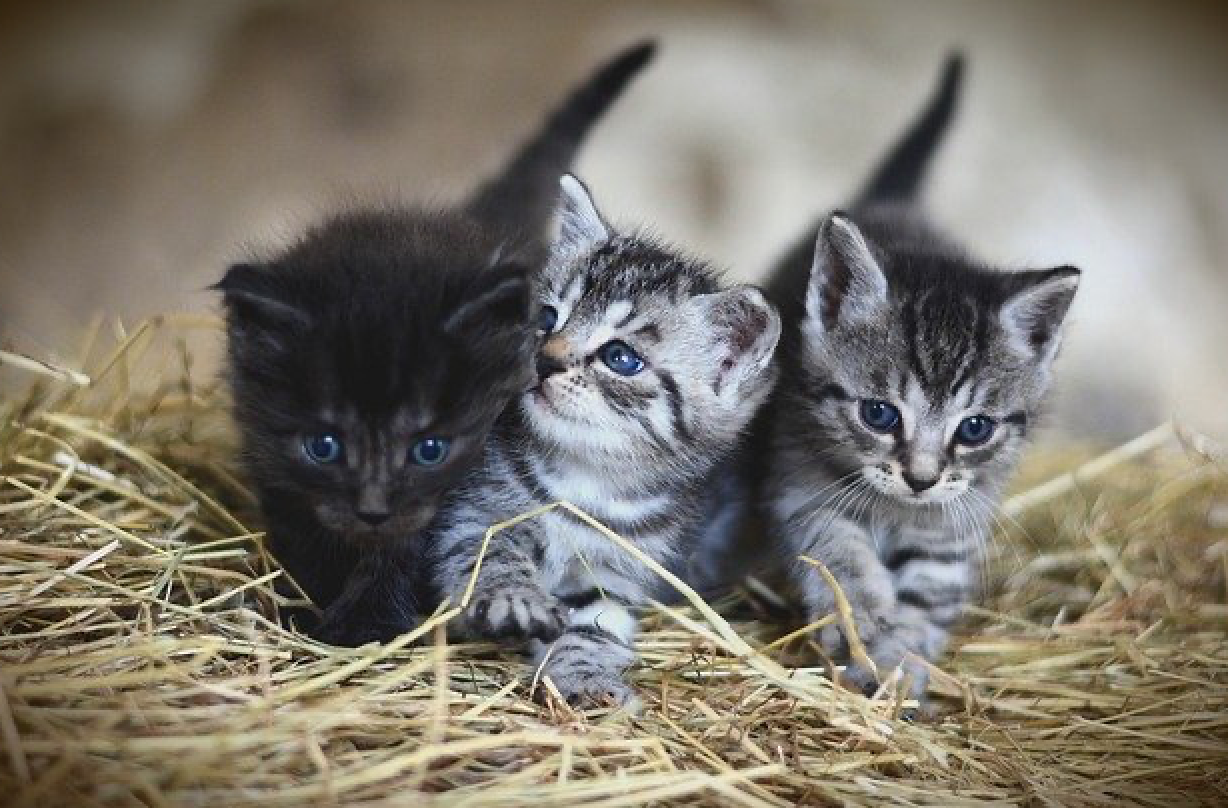 Detail Anak Kucing Anggora Hitam Nomer 7