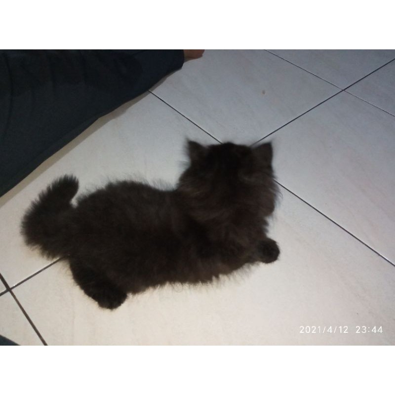 Detail Anak Kucing Anggora Hitam Nomer 8