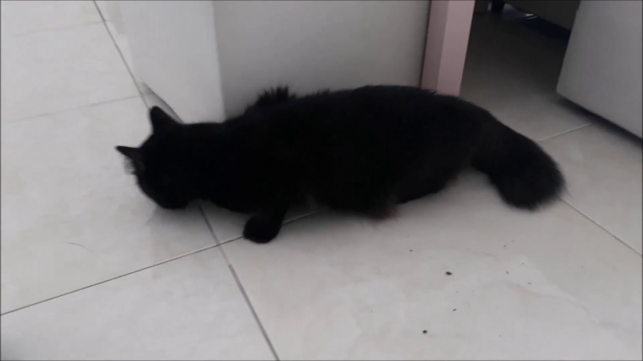 Detail Anak Kucing Anggora Hitam Nomer 9