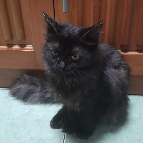 Detail Anak Kucing Anggora Hitam Nomer 10