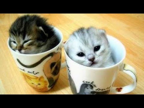 Download Anak Kucing Anggora Imut Dan Lucu Nomer 28