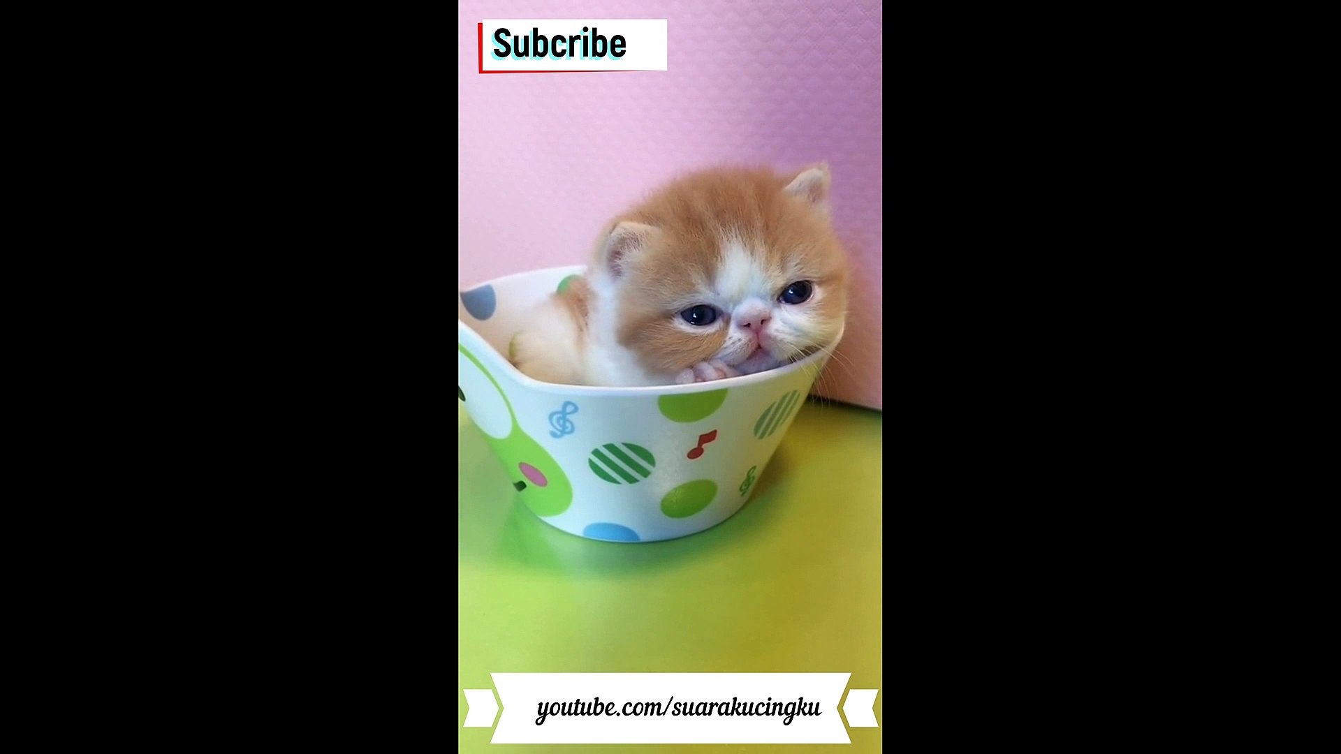 Detail Anak Kucing Anggora Imut Dan Lucu Nomer 41