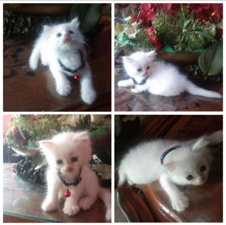 Anak Kucing Anggora Putih - 54+ Koleksi Gambar