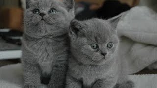 Anak Kucing British Shorthair - KibrisPDR