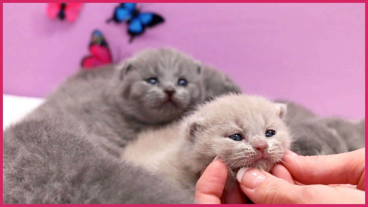 Detail Anak Kucing British Shorthair Nomer 15