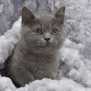 Detail Anak Kucing British Shorthair Nomer 42