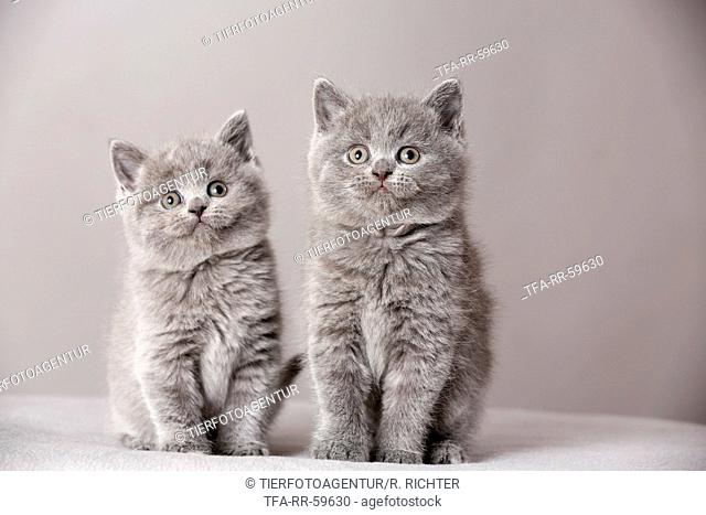 Detail Anak Kucing British Shorthair Nomer 49