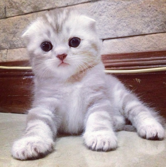 Detail Anak Kucing Comel Nomer 2