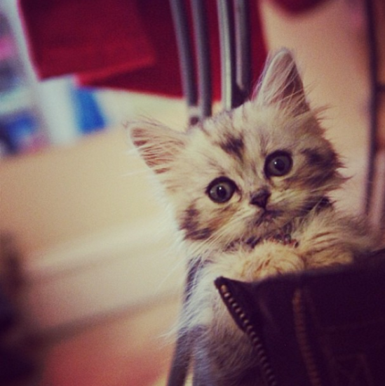 Detail Anak Kucing Comel Nomer 10