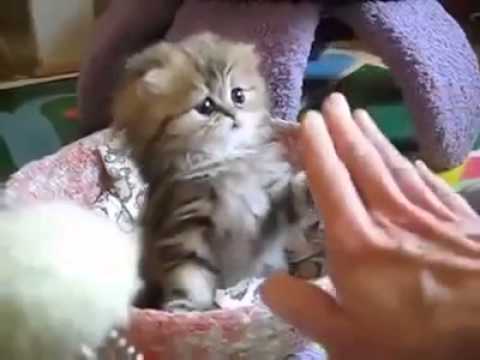 Detail Anak Kucing Comel Nomer 11
