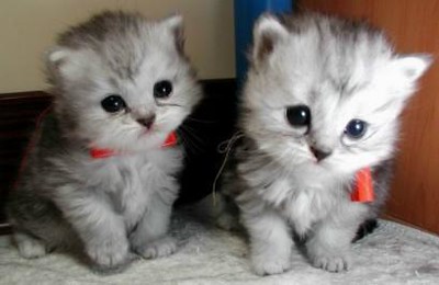 Detail Anak Kucing Comel Nomer 12