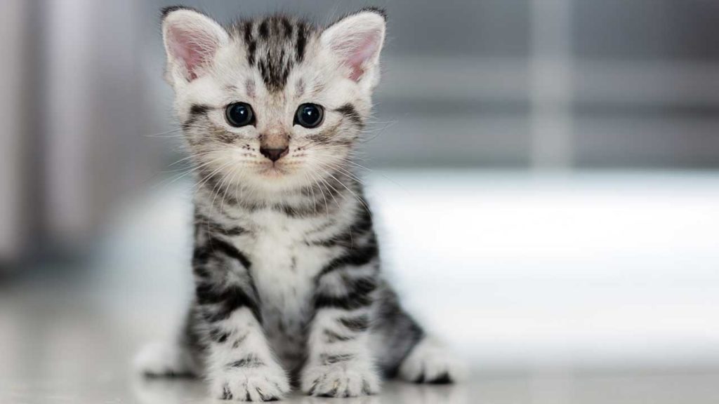 Detail Anak Kucing Comel Nomer 13